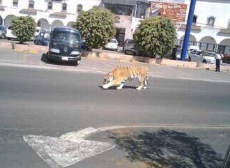 tres-tigres-en-zitacuaro-michoacan370x270 Noticieros Televisa
