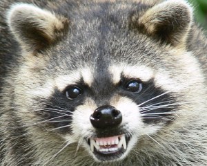 raccoon raccoon