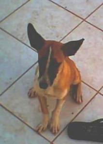 pup-71 Good with children and gangsters