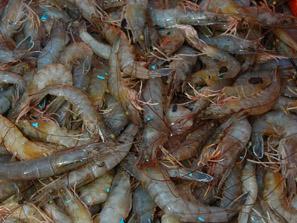 Sniff around, and maybe you'll find the missing loot.  Photo: El Debate