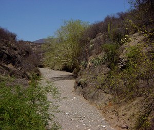 Dried ArroyoÑMexico (DI01230) Photo by David Gochis