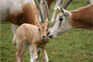 Scimitar Oryx 1