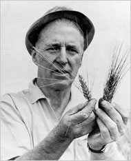 borlaug-1970