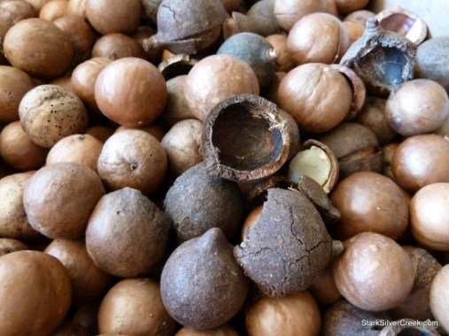 Hamakua-Macadamia-Nut-Recipes-2-550x412