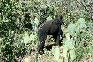 osa_liberada_profepa