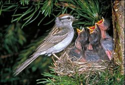 ChippingSparrowNestCL