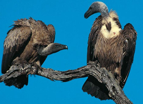 two-vultures