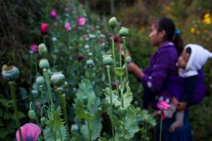 Poppy field in Guerrero. Rodrigo Cruz for The New York Times 